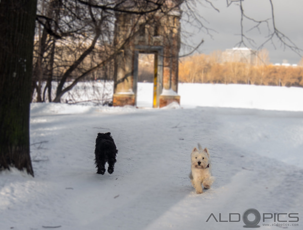 Pet Photography - Dogs in park