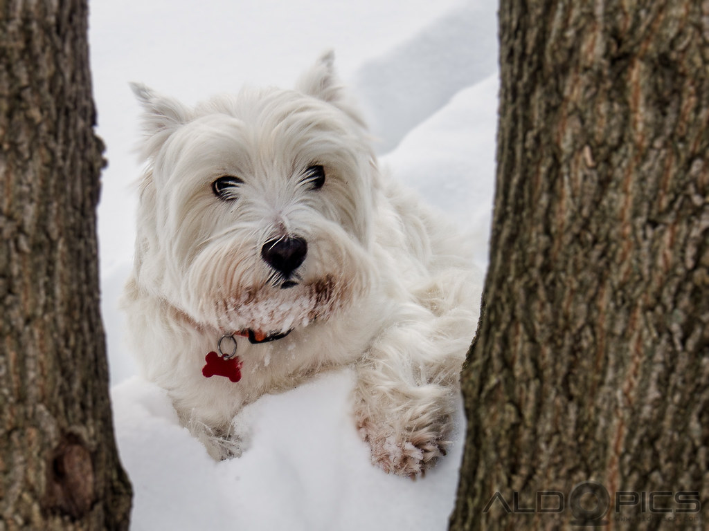 Pet Photography - Dog