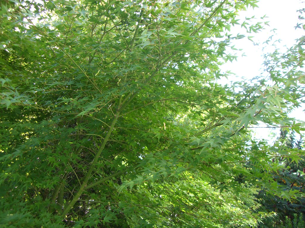 20/52 Maple timelapse photography