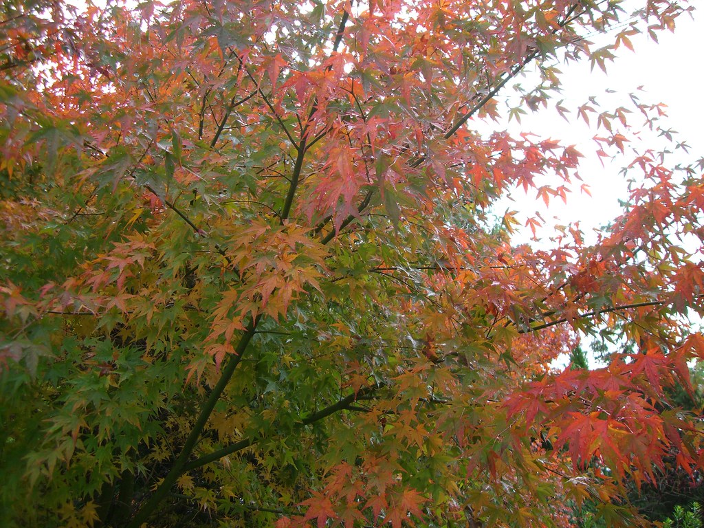 26/52 Maple timelapse photography