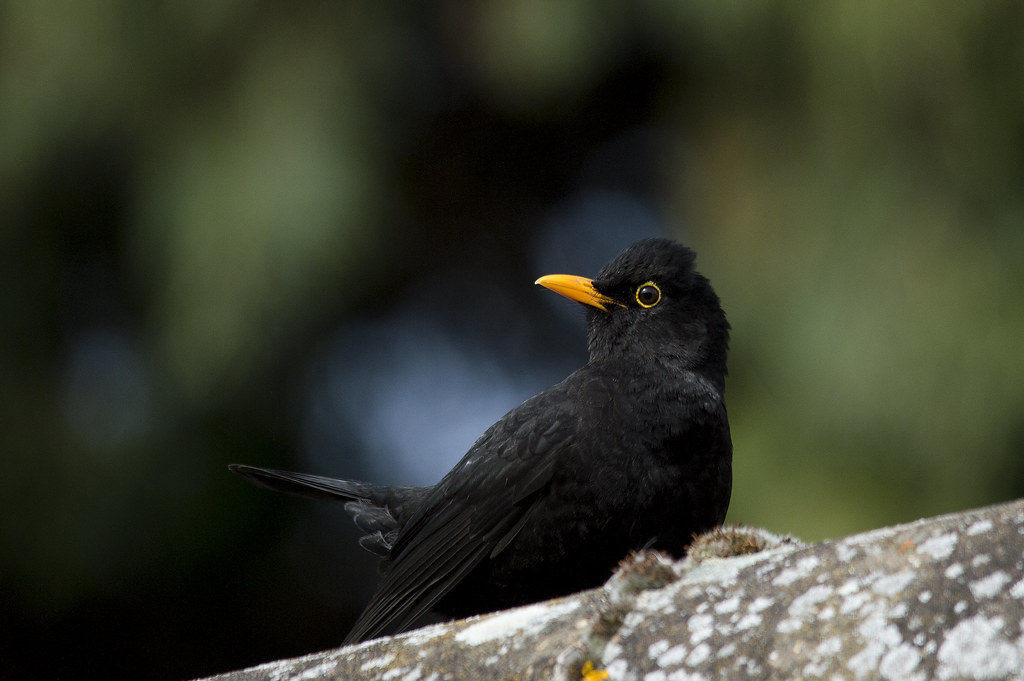 Black Bird