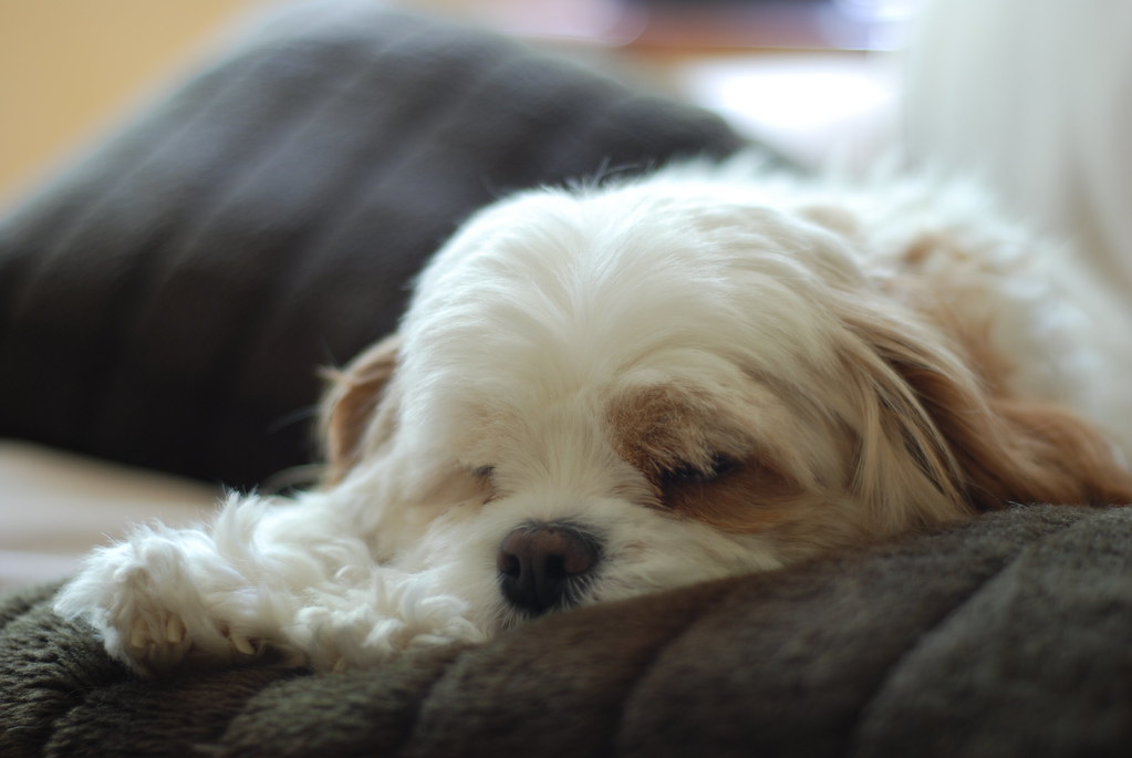 Scruff the walking cushion