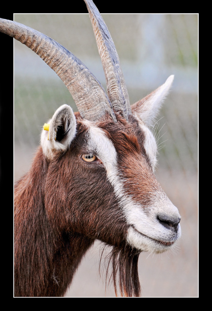 Portrait of a goat