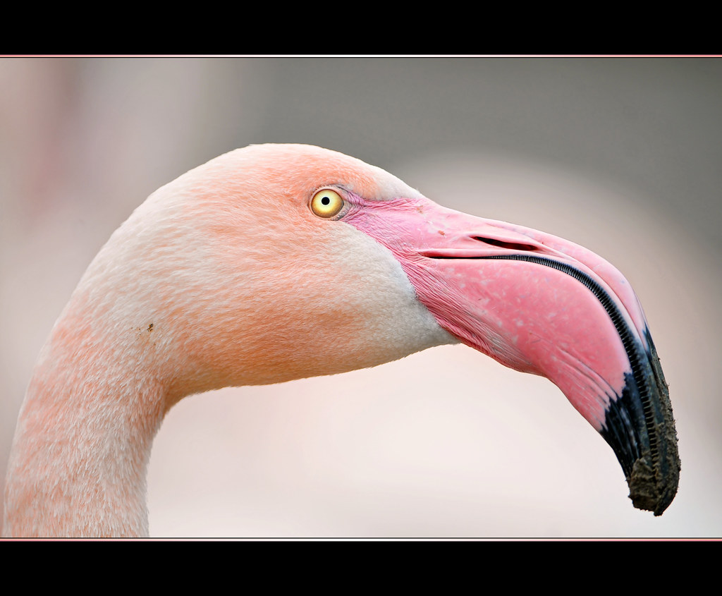 Portrait of a pink flamingo